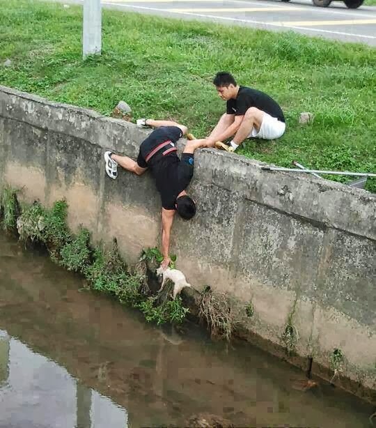 love-animals-for-compassion_orig